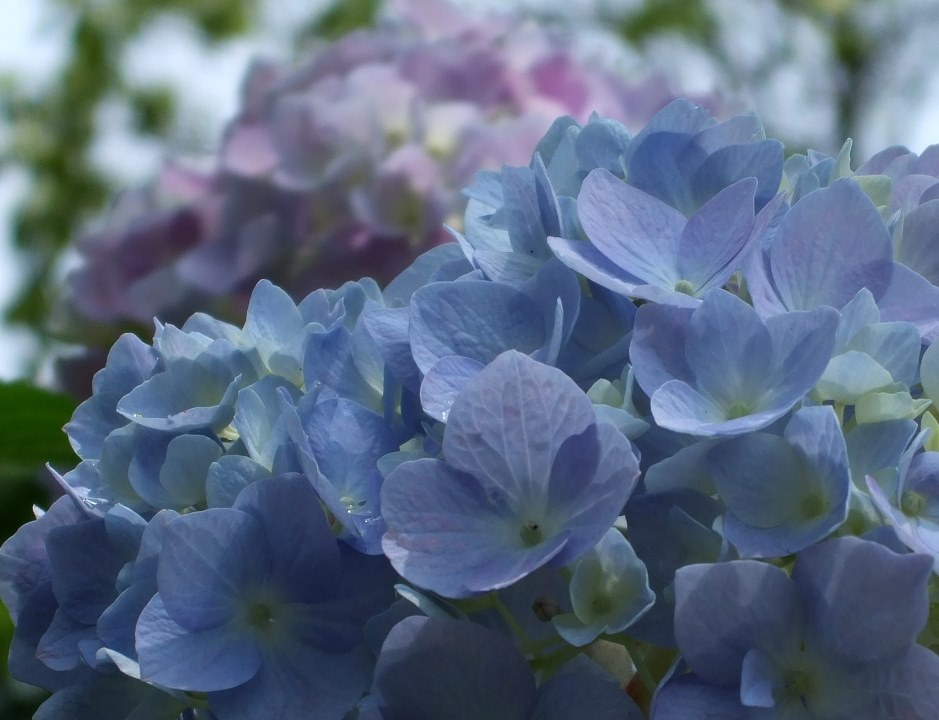 【作例あり】FUJIFILM finepix F31fd コンデジ 作例あり】FUJIFILM finepix F31fd コンデジ 【公式通販】