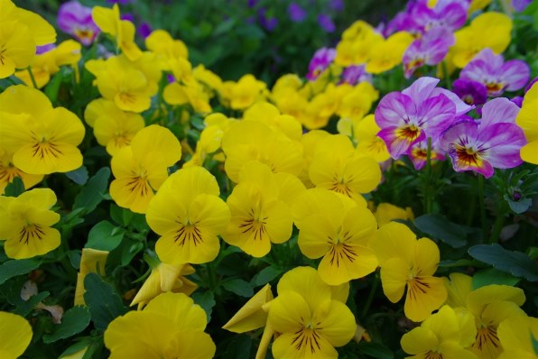 作例有 PENTAX DA 14mm F2.8 ED IF 美品 SMC Pentax-DA 14mm F2.8 ED [IF] Reviews - DA Prime Lenses