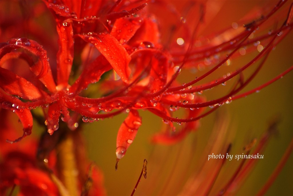 動きがあるものは苦手でも静止物はｏｋ シグマ 70 300mm F4 5 6 Dg Macro ソニー用 Inasakuminaraiさんのレビュー評価 評判 価格 Com