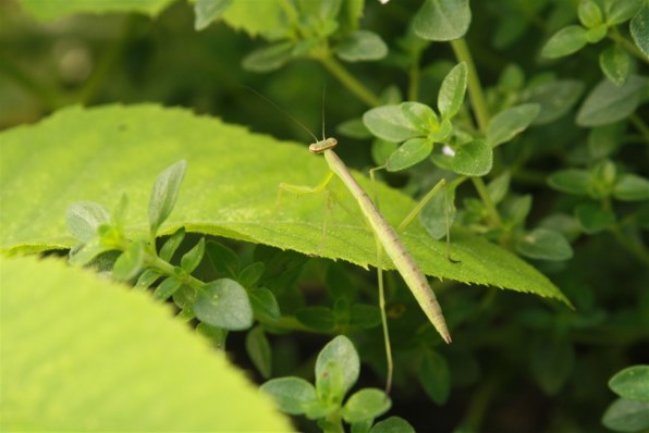 コスパ最強⭐️ショット数少ない4726回⭐️Canon Kiss F⭐️初心者 コスパ最強⭐️ショット数少ない4726回⭐️Canon Kiss F⭐️初心者 カメラ