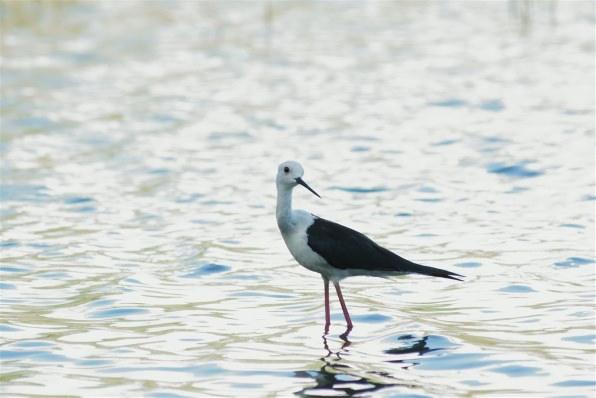 コニカ ミノルタ AFアポテレズーム100-400mmF4.5-6.7で撮影された写真