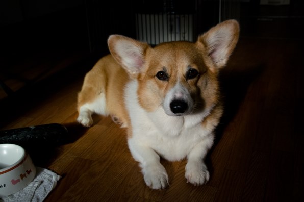 ♥◇広角から望遠まで♪ ◇SONY DT 18-200mm ◇やっぱり純正レンズ Amazon.co.jp: シグマ 18-200mm F3.5-6.3 DC デジタル専用