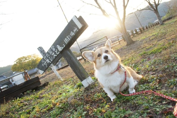 SONY DT 18-200mm F3.5-6.3 SAL18200投稿画像・動画 - 価格.com