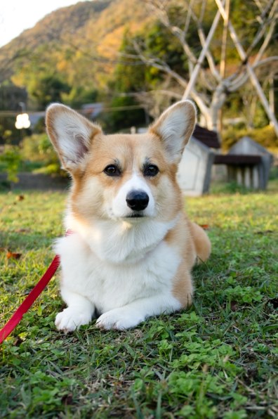 SONY DT 18-200mm F3.5-6.3 SAL18200投稿画像・動画 - 価格.com