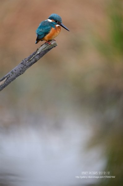 シグマ APO 120-300mm F2.8 EX DG OS HSM [ニコン用]投稿画像・動画